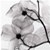 :iconspirit-star: