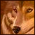 :iconspirit-wolfe: