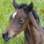 :iconspirit556: