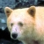:iconspiritbear: