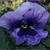 :iconspiritblade: