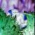 :iconspirited-wings: