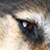 :iconspiritoffantasy: