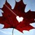 :iconspiritofthemapleleaf: