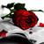 :iconspiritoftherose:
