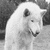 :iconspiritofthewolves101: