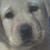 :iconspiritpawofmayclan: