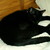 spiritpuma :iconspiritpuma: