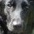:iconspirits-rose: