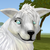 :iconspiritslife: