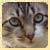 :iconspiritusfelino: