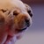 :iconspiritwalker01: