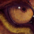 :iconspiritwings: