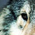:iconspiritwolf-fan-club: