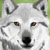 :iconSpiritwollf:
