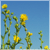 :iconspitfirephotos: