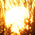 :iconspitfyre111: