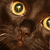 :iconspittingkitty: