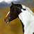 :iconsplashblue: