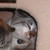 :iconsplashisacorn: