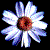 :iconsplasia: