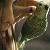 :iconspleen-27: