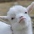 :iconspnruless123: