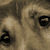 :iconsporco: