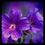 :iconsportgal80: