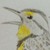 Spotted-Falcon :iconspotted-falcon: