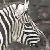 :iconspotted-zebras: