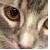 :iconSpotteddream: