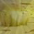 :iconspottedleaflover1000: