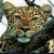 :iconspottedseduction: