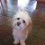 :iconspotty-tiger: