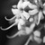 :iconspraypaintedcanvas: