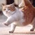 :iconspriiditis: