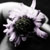 :iconspring-passion: