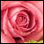 :iconspringrose1995: