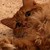:iconspritegirl999: