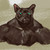 :iconsprow: