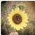 :iconspunkyyella: