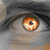 :iconspy157: