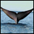 :iconspyhopgl: