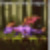 :iconspyroblack: