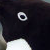 :iconspyrouser: