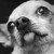 :iconsquakle: