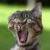 :iconsquashedkitteh: