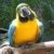:iconsquawking-bluebird: