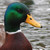 :iconsquckplz: